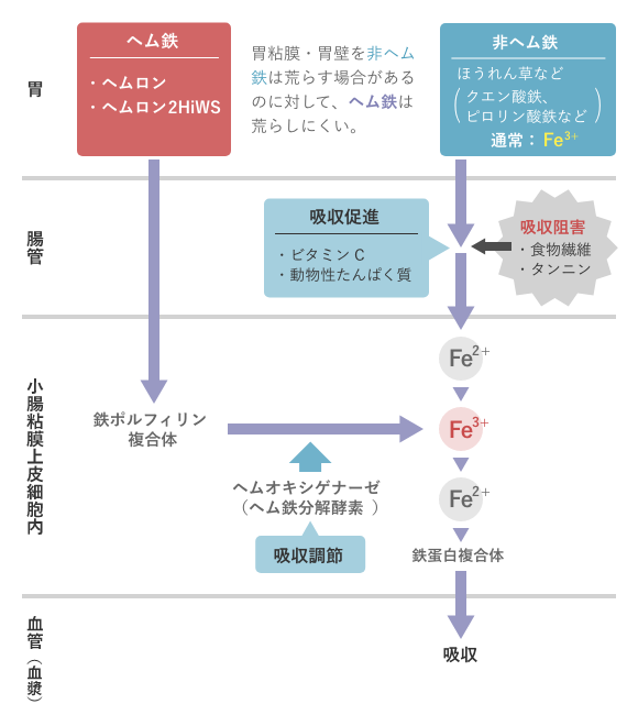 ヘム鉄とは | ヘム鉄 | 機能性食品 | ILS株式会社