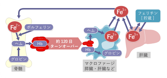 ヘム鉄とは | ヘム鉄 | 機能性食品 | ILS株式会社