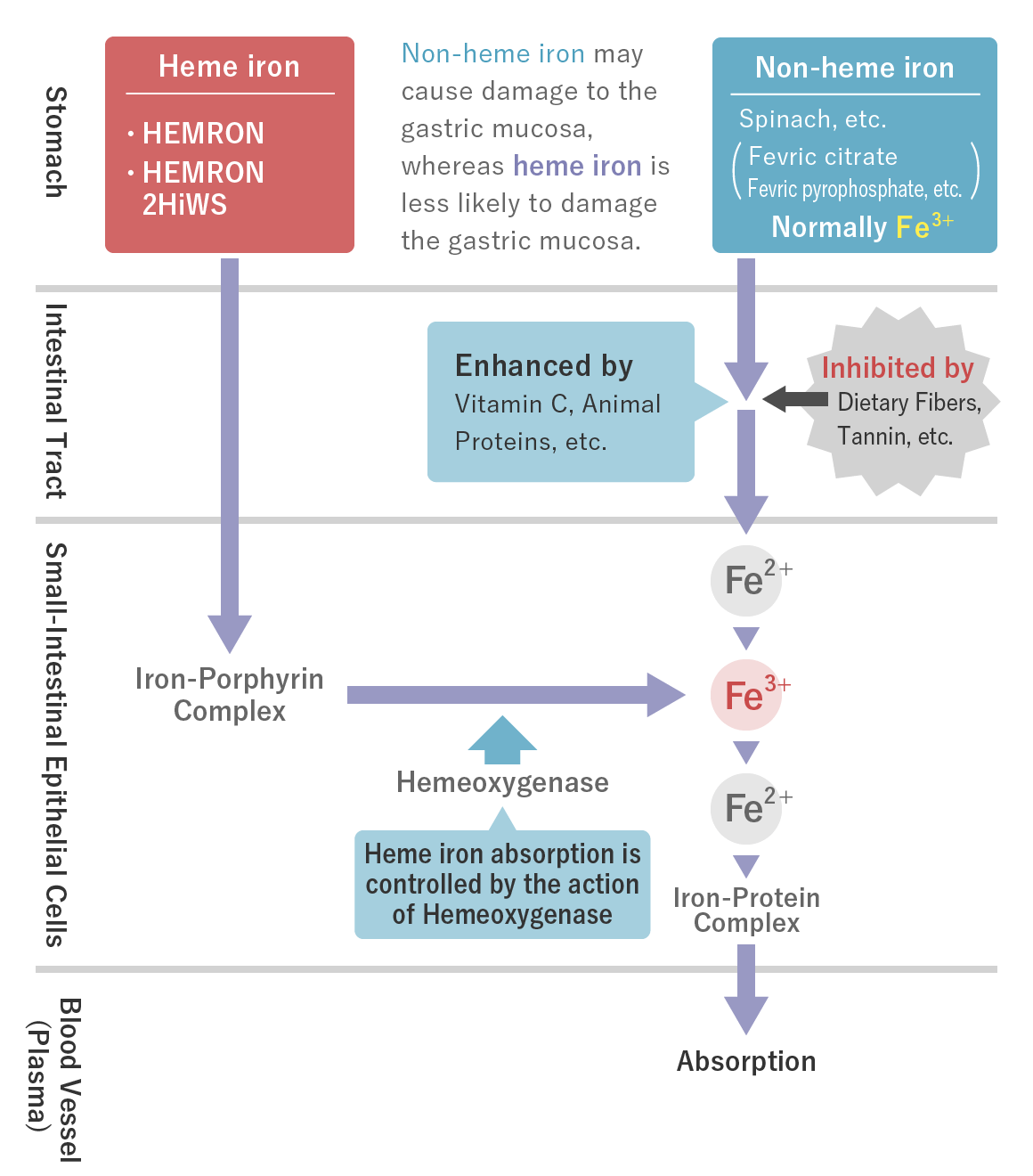 Heme Iron Functional foods ILS Inc.